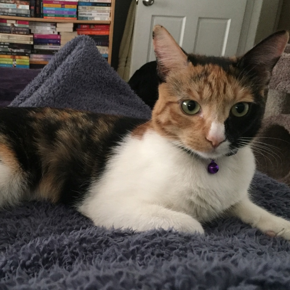 Meet your Posher, Steven